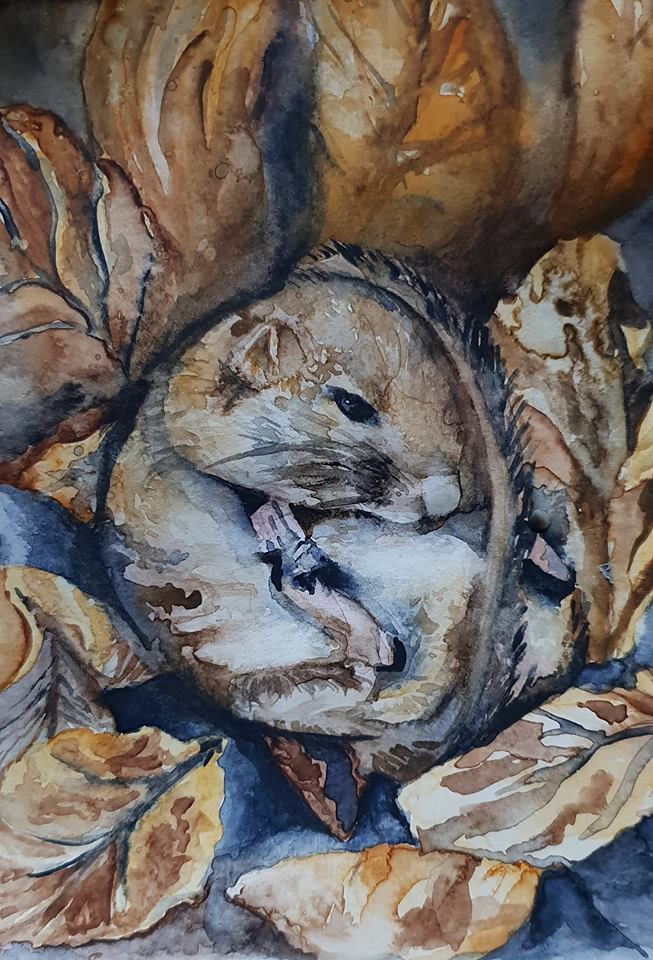 Louise K Tucker, watercolour, dormouse