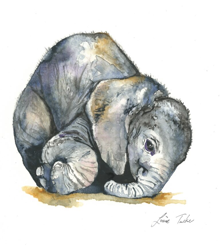 Louise K. Tucker watercolours