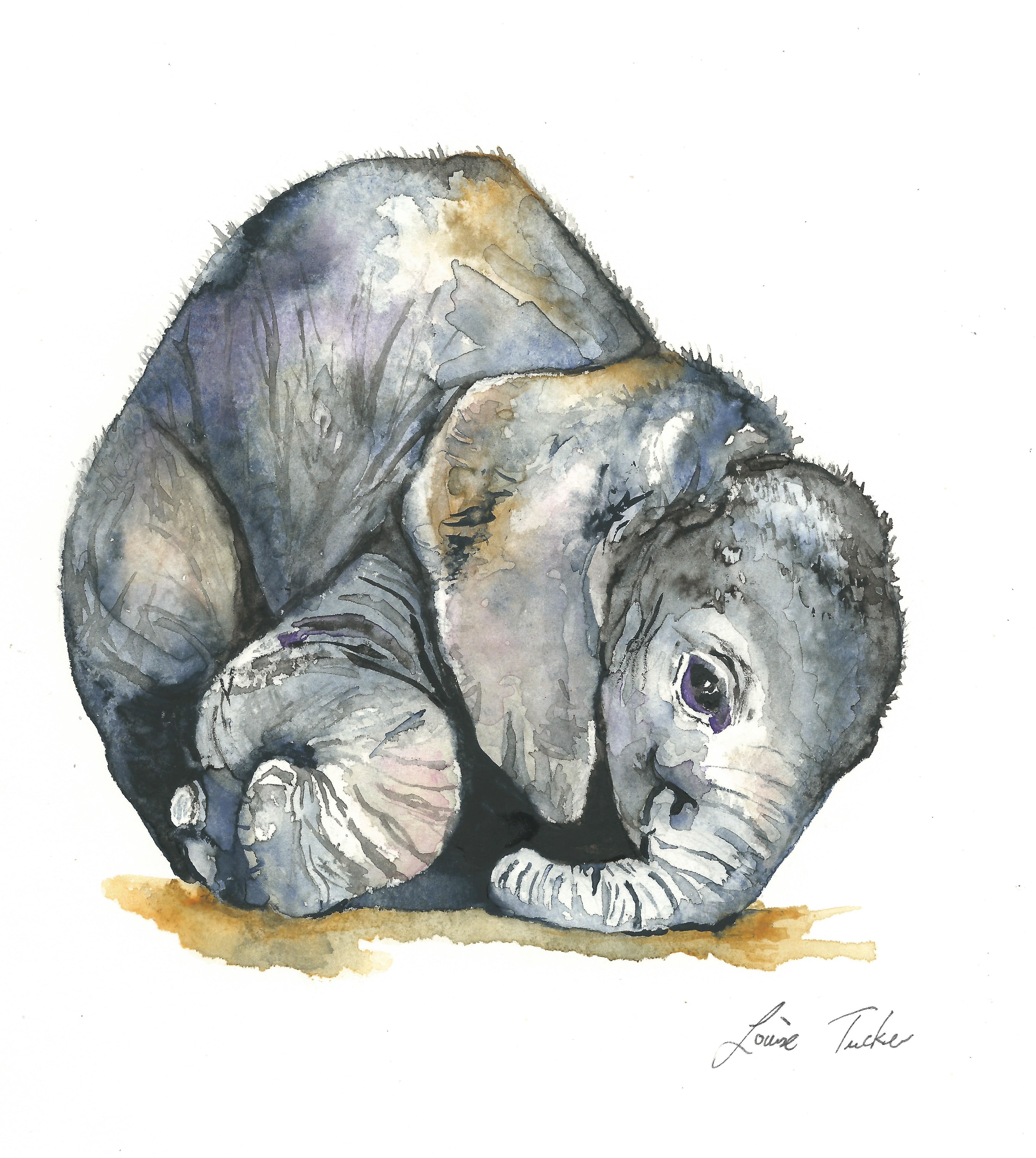 Louise K. Tucker watercolours