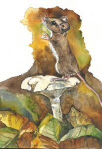 Louise K. Tucker, mouse