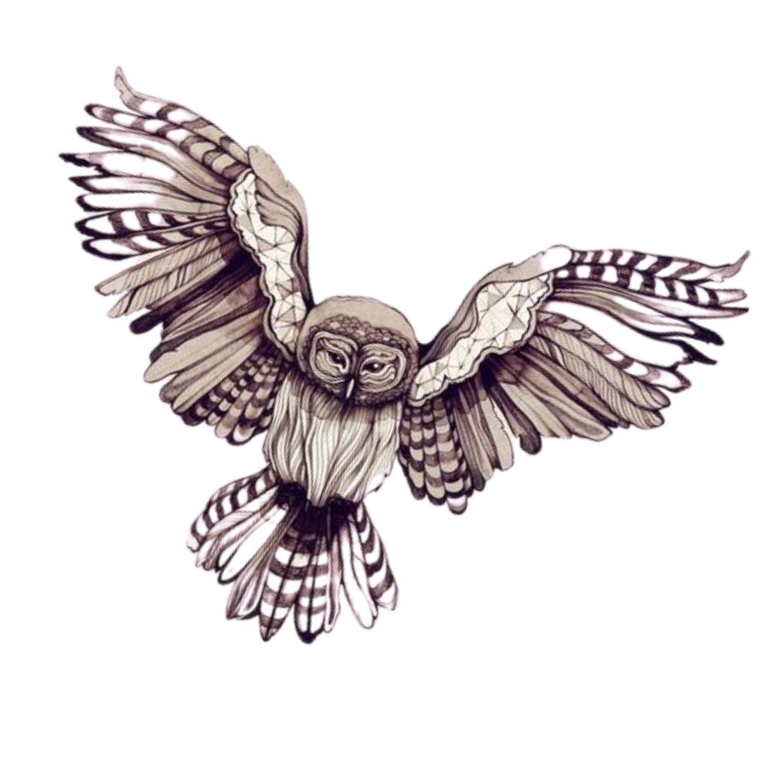Picture of an owl