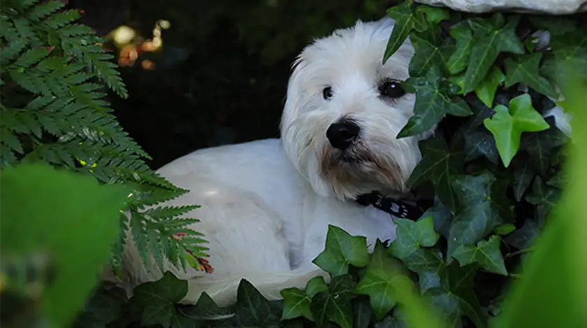 Toby hiding in the garden
