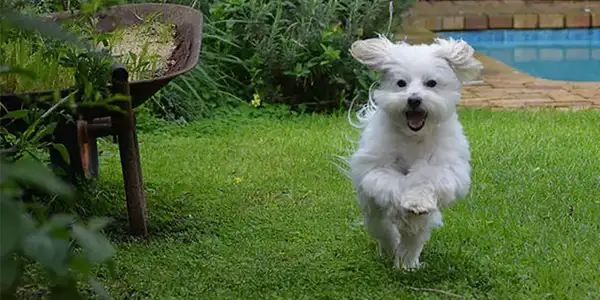 Happy Dog in the garden