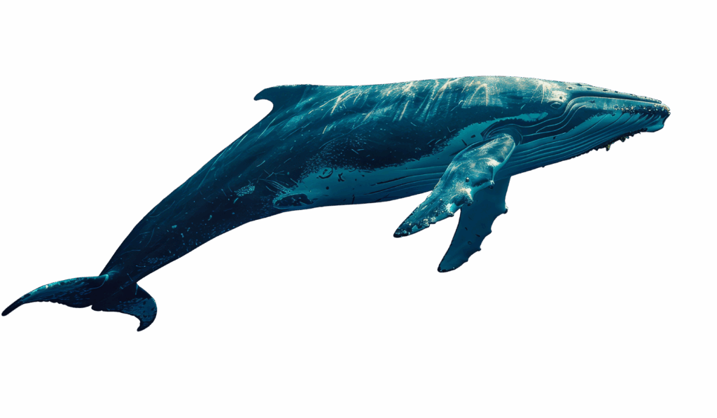 A realistic photo of a humpback whale used in the post of Wesley, the Junk-Eating Whale